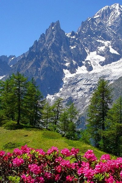 Горы, цветы, Альпы