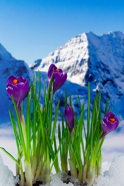 Весна, крокусы в снегу, крокусы в горах, весенние цветы