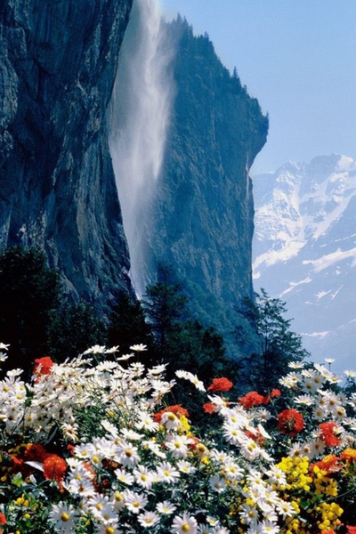 Цветы в горах, горы, цветы