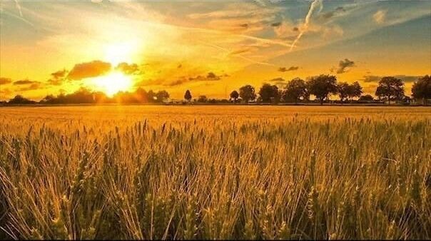 Пшеничное ПОЛЕ на закате