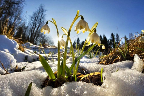 ранняя весна, первый цветы, снег, поздняя зима, солнце