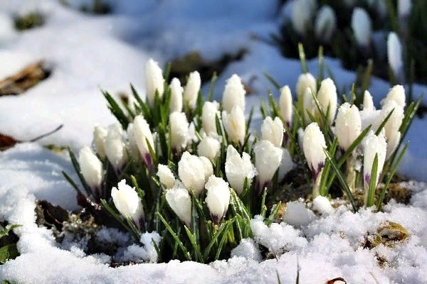 Ранняя весна, подснежники под снегом, март