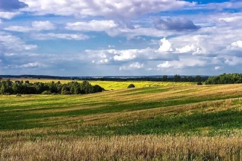 Родина, поле, пейзаж, лето, август, природа