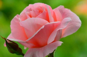 роза, цветы, розовая розочка