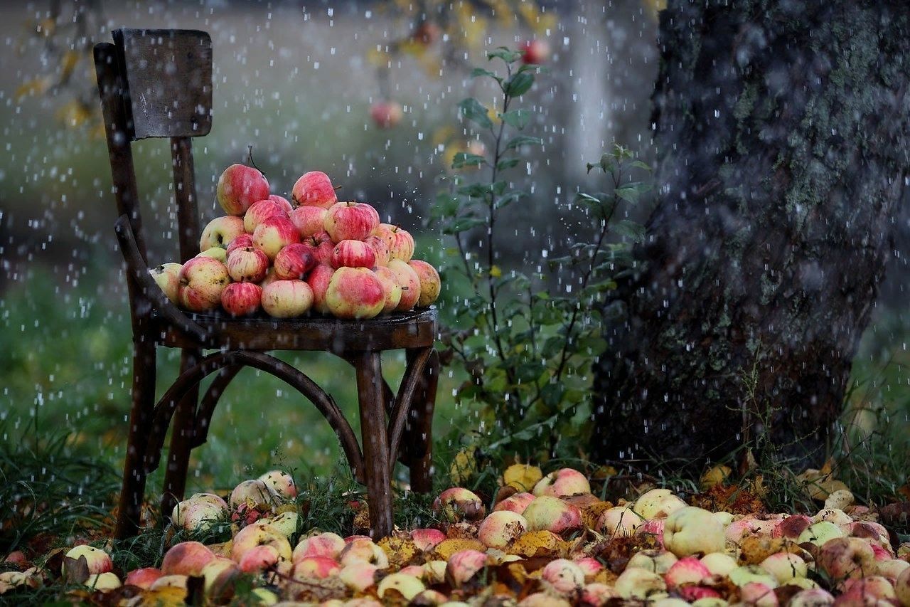сад, дождь в саду, яблоки под дождем