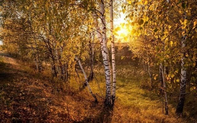 сентябрь, осень, золотая осень в лесу, березовая роща осенью, осенний пейзаж, березы осенью