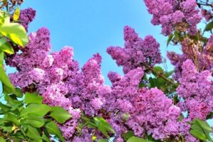 Сирень сиреневая