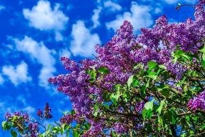 сирень, голубое небо