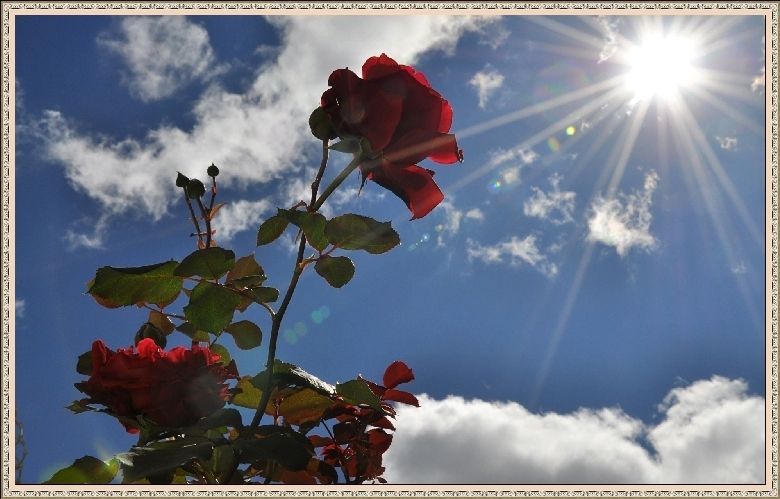 Солнце, роза