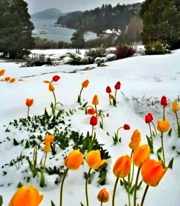 тюльпаны под снегом, весна, ранняя весна