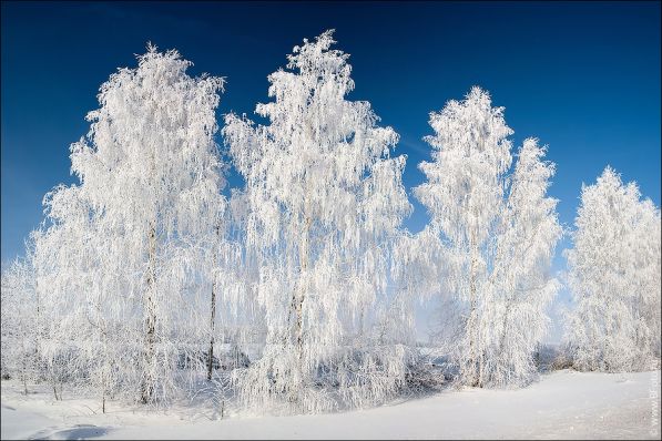 зима, зимний лес, деревья в снегу
