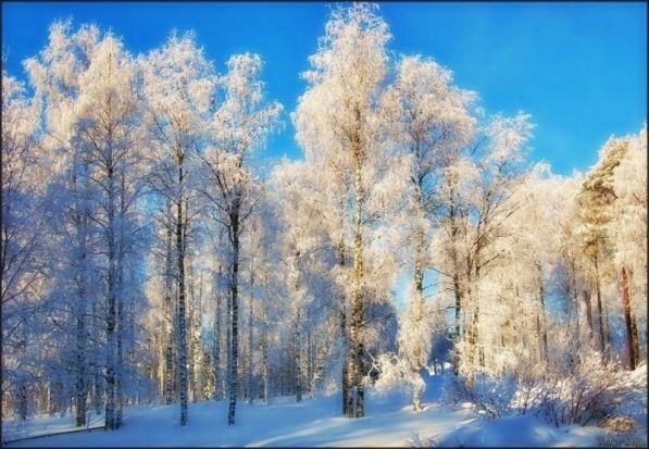 зима, зимний лес, пейзаж, березки, русские березы