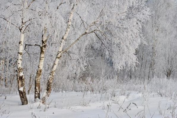 Зима, зимний пейзаж, березы в снегу