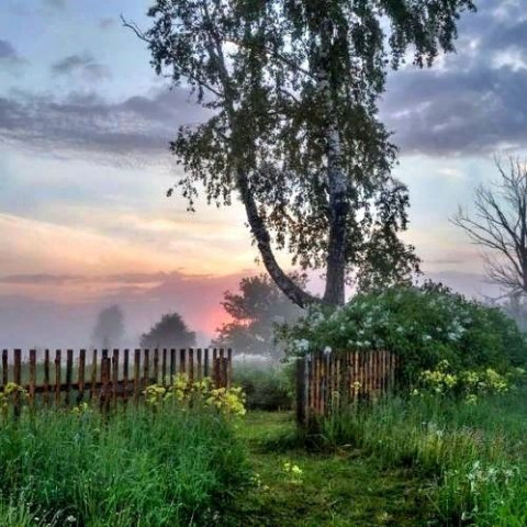 утро в деревне, деревня, лето