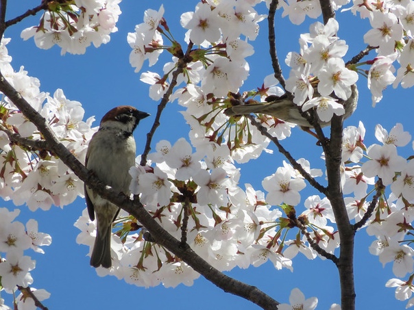 Весна, деревья цветут, птичка