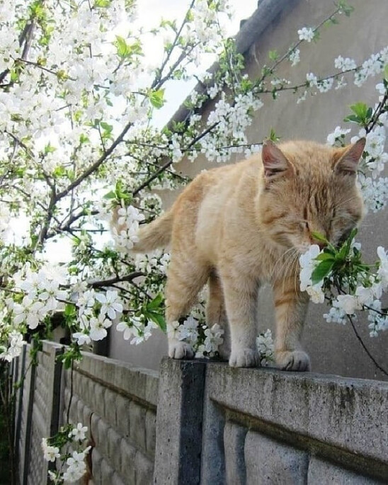 Весна, кот или кошка нюхает цветы