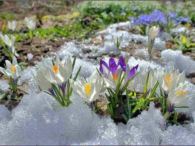 Весна, первые цветы, подснежники