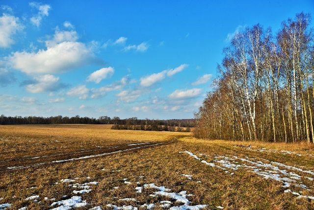 весна поле березы