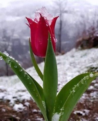 Весна, тюльпан