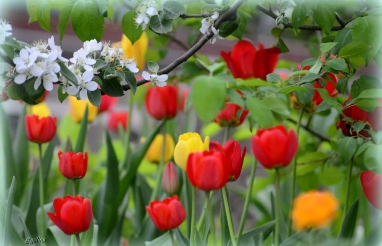 Весна, тюльпаны, цветы весенние