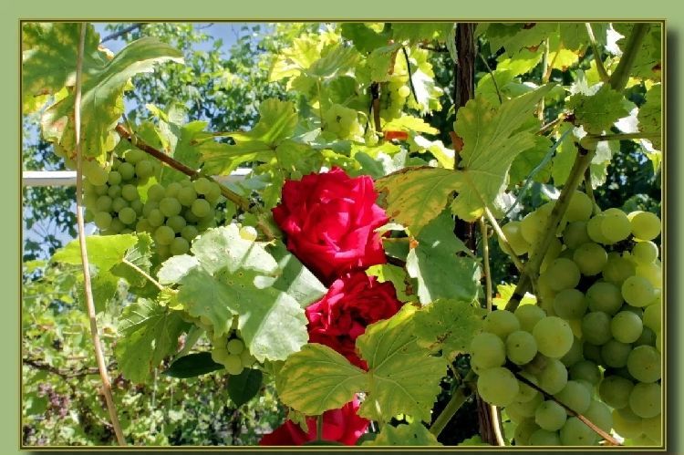 Виноград и розы