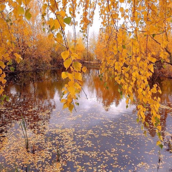 Осень красивая, листья желтые