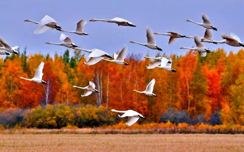 Журавли осень, летят журавли, клин журавлей