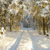 зима, дорога снег, лес