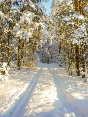 зима, дорога снег, лес