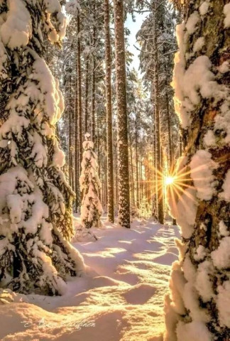 Зима, лес и солнце