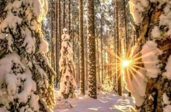 Зима, лес и солнце