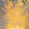 Зима, лес, солнце, зимний лес, Золотой закат