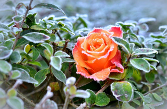 Зима на юге, роза под снегом