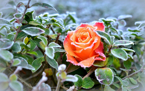 Зима на юге, роза под снегом