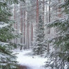Зимний лес, зима, сосны в снегу, сосновый лес