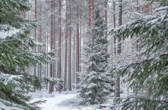 Зимний лес, зима, сосны в снегу, сосновый лес