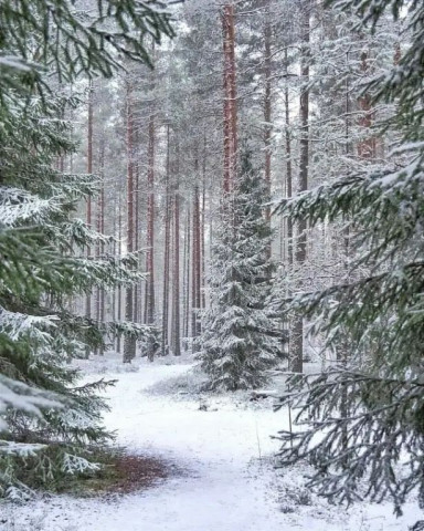 Зимний лес, зима, сосны в снегу, сосновый лес