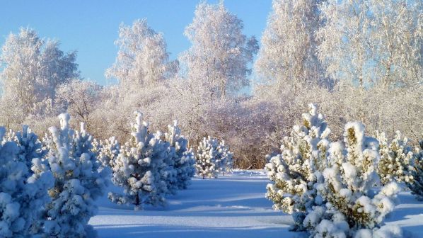 Зимний Лес, Зима