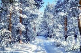 Зимний лес, зимняя дорога
