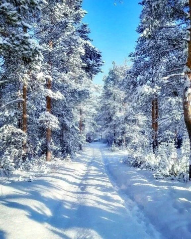 Зимний лес, зимняя дорога