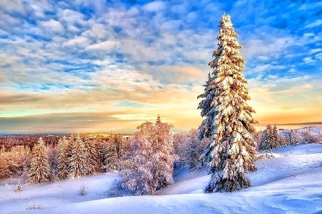 Зимний пейзаж, зимняя природа, зима, зимний лес, сосны в снегу