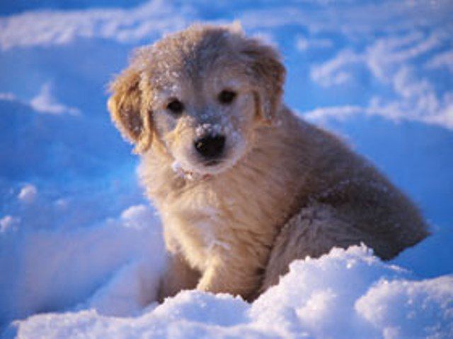 На первый снег взглянул щенок И ничего понять не мог. — Откуда столько белых мух Набилось к нам на двор?