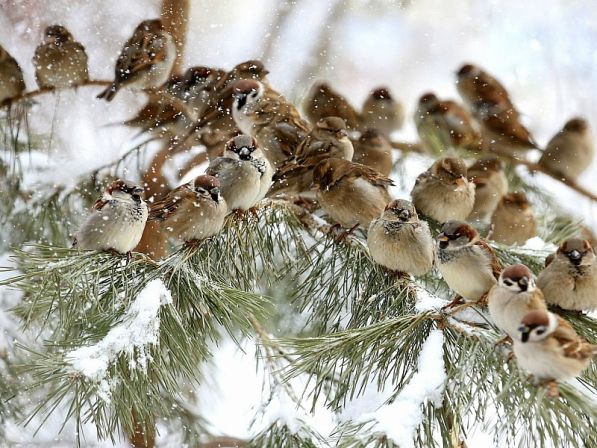 Зима, снег, воробьи на ветке замерзли