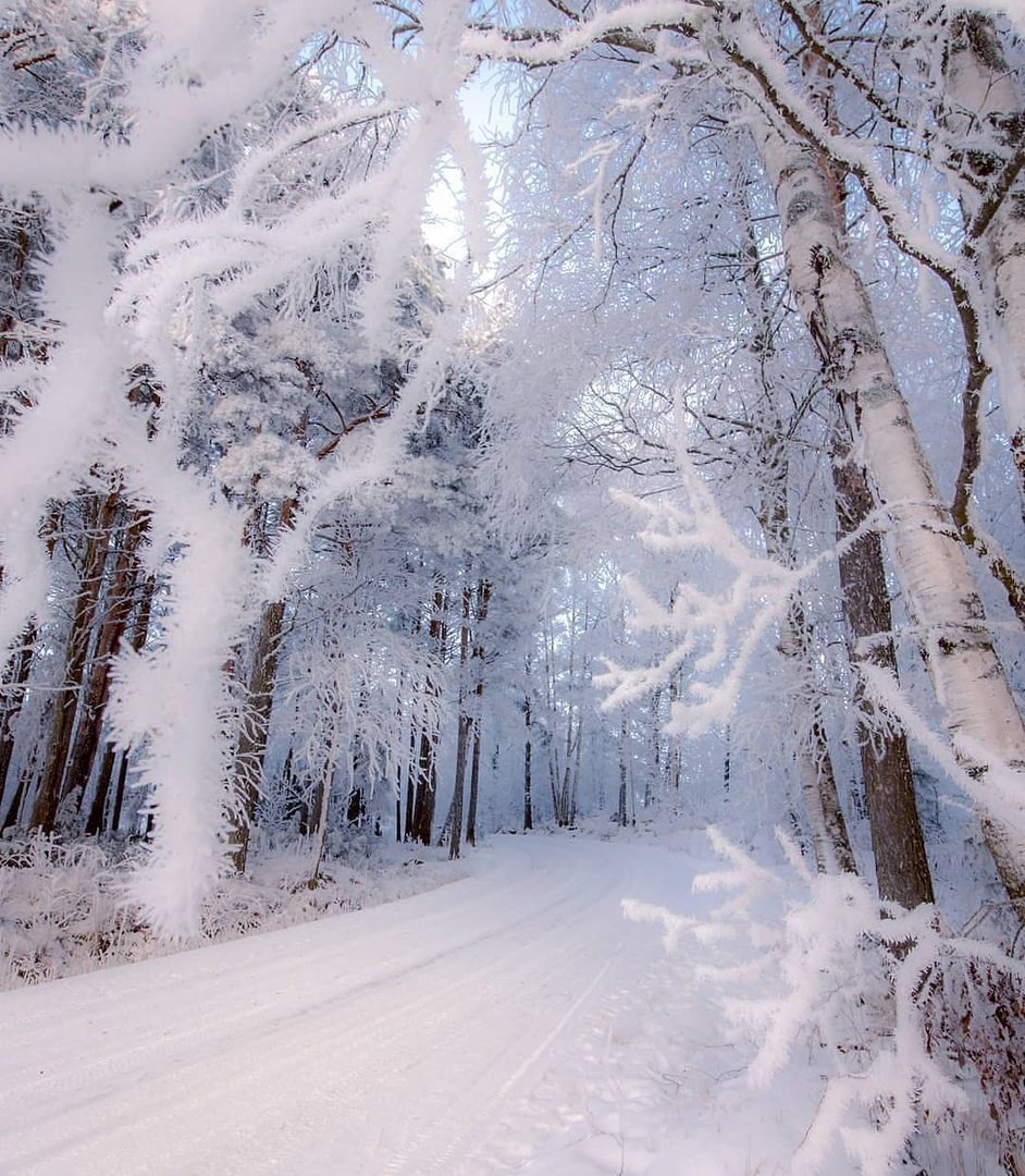 Зима красавица, зимний лес в снегу