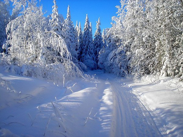 Зима, дорога, лес, снег, сосны, елки