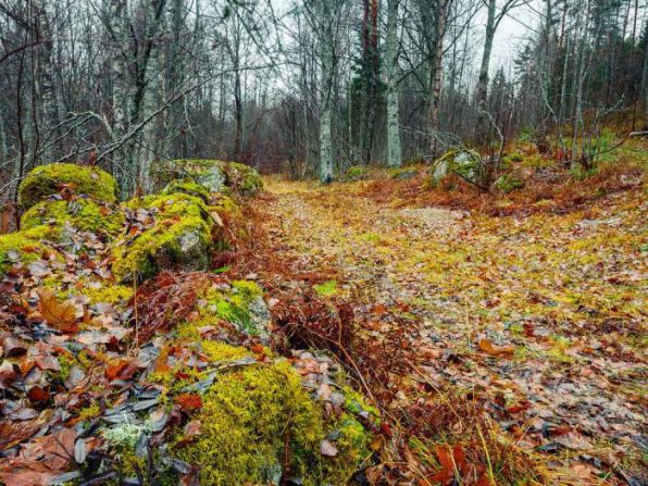 ОСЕНЬ золотая в лесу