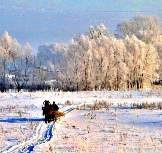 Зима, сани, лошадь запряженная в сани, снег блестит