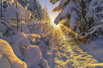 Зима, солнце, снег, лес, природа, пейзаж