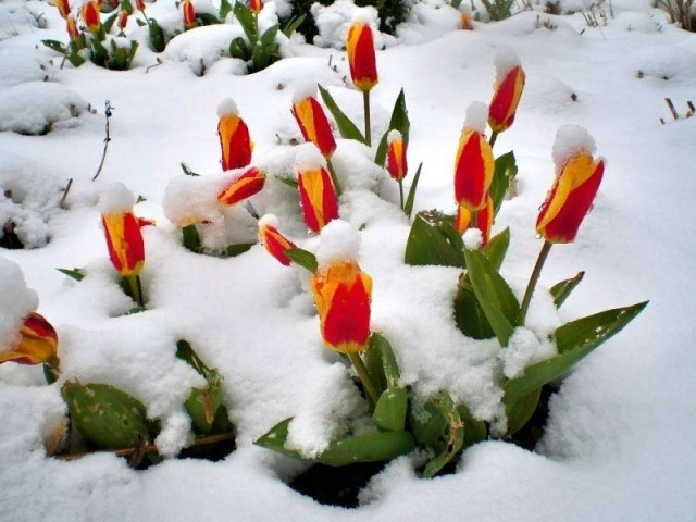 цветы тюльпаны, снег