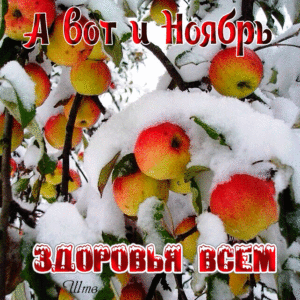 Ноябрь, яблоки в снегу